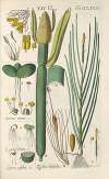 Botanisches Handbuch Pl.76