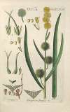 Botanisches Handbuch Pl.77