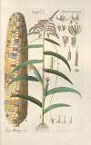 Botanisches Handbuch Pl.78