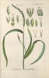 Botanisches Handbuch Pl.79