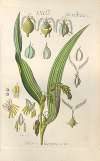 Botanisches Handbuch Pl.80