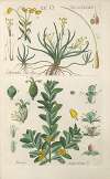 Botanisches Handbuch Pl.82