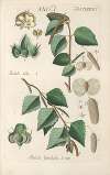 Botanisches Handbuch Pl.83