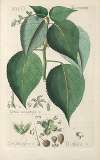 Botanisches Handbuch Pl.84