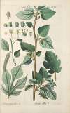 Botanisches Handbuch Pl.85