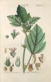 Botanisches Handbuch Pl.86