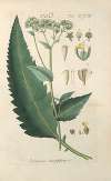 Botanisches Handbuch Pl.88