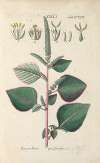 Botanisches Handbuch Pl.89