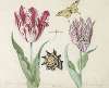 Twee tulpen met schelp, waterjuffer en vlinder Marcus Aurellius Augustus A van der Pul