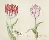 Twee tulpen met vlinder Legran incarnadin van twe Nagers Witroos Cathelein