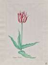 Study of a Tulip (Perregoen Machieu)