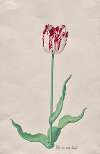 Study of a Tulip (Wit en root boode)