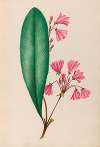 Drawings of tropical flowers and fruits, from South America Pl.01