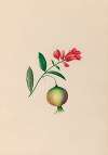 Drawings of tropical flowers and fruits, from South America Pl.08