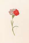 Carnation