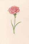 Carnation