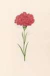 Carnation