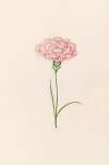 Carnation