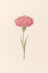 Carnation