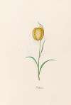 Frittilari. [Fritillaria]