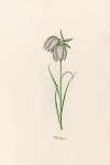 Frittilari. [Fritillaria]