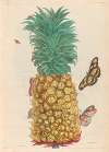 Ananas mur