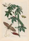 Ricinus d’Amerique