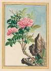 Plantes de Chine Pl.002