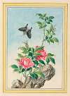 Plantes de Chine Pl.003