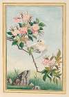 Plantes de Chine Pl.007