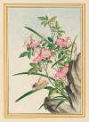 Plantes de Chine Pl.008