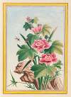 Plantes de Chine Pl.012