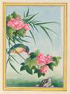 Plantes de Chine Pl.016