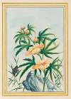 Plantes de Chine Pl.018