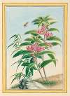 Plantes de Chine Pl.020