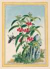 Plantes de Chine Pl.021