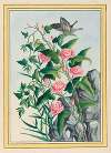 Plantes de Chine Pl.022