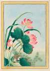 Plantes de Chine Pl.027