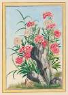 Plantes de Chine Pl.030