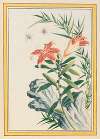 Plantes de Chine Pl.033