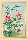 Plantes de Chine Pl.035