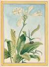 Plantes de Chine Pl.037