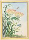 Plantes de Chine Pl.039