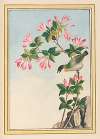 Plantes de Chine Pl.042