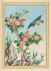 Plantes de Chine Pl.045