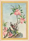 Plantes de Chine Pl.047