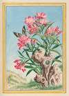 Plantes de Chine Pl.054