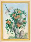 Plantes de Chine Pl.058