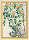 Plantes de Chine Pl.061