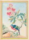 Plantes de Chine Pl.072